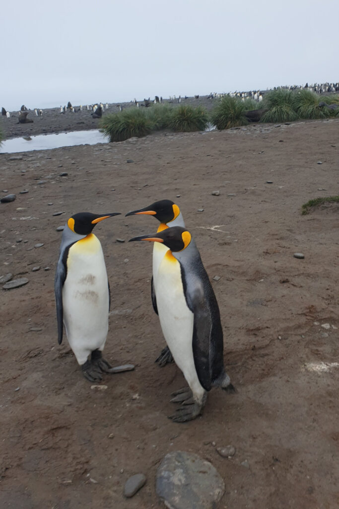 Oceanwide-Expeditions